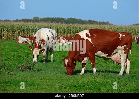 Bovins Holstein allemands en pâturage, bovins domestiques à race rouge, vache, vaches, Rhénanie-du-Nord-Westphalie, Allemagne Banque D'Images