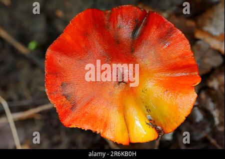 Calaque de noircissement, Rhénanie-du-Nord-Westphalie, Allemagne, noircissement (Hygrocybe nigrescens) Waxcap Banque D'Images