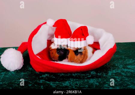 Cobaye rosace avec bonnets de noël en casquette de noël, jeunes animaux, 2 jours, chapeau de Père Noël, casquette de noël Banque D'Images