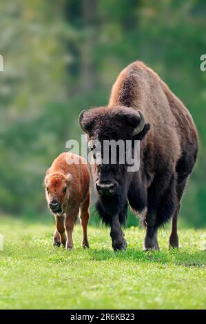 Bison américaine (Bison bison), vache avec veau Banque D'Images