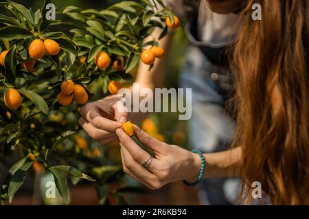 Gros plan d'une petite mandarine au gingembre Banque D'Images