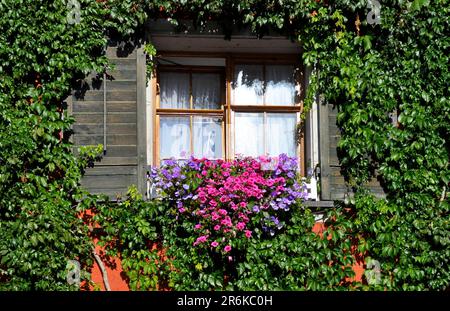 Meersburg, centre-ville, vieille ville, maison et jardin avec vivaces Banque D'Images