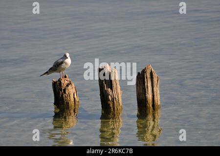 Sur le lac de Constance, Langenargen, mouettes sur la jetée Banque D'Images