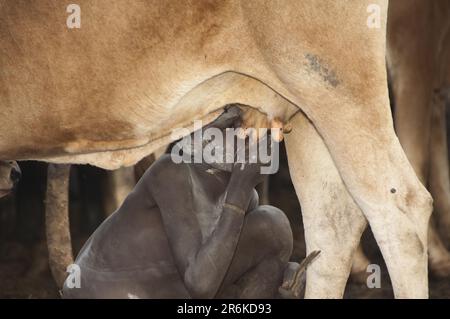 Un garçon surma boit du lait de vache, Omo Valley, Éthiopie Banque D'Images