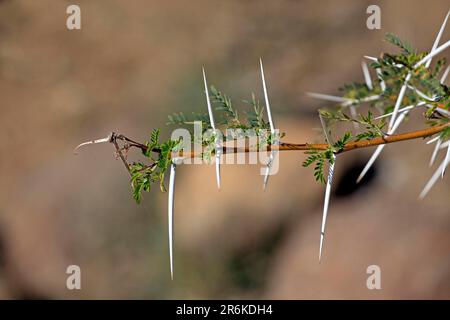 Épines d'Acacia (Acacia), Afrique du Sud Banque D'Images