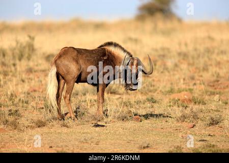 Black Wildebeest (Connochaetes gnou), parc national de Mountain Zebra, Afrique du Sud Banque D'Images