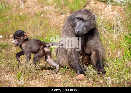 Chacma Baboon (Papio ursinus), femme avec jeune, péninsule du Cap, Afrique du Sud Banque D'Images