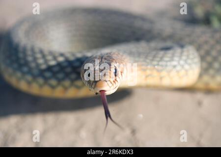 Serpent de whip Caspian, scintillant sa langue, Bulgarie (Dolichophis caspius), grand serpent de whip Banque D'Images