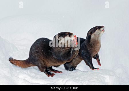 Asiatique oriental petit-clawter (Amblonyx cinerea) vipère oriental petit-clawed Banque D'Images