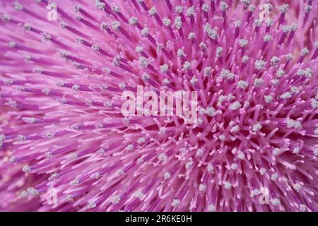 Musk Thistle (Carduus nutans), Bulgarie Banque D'Images