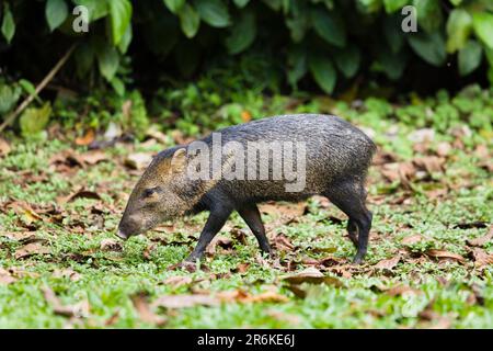 Peccary à collier (Tayassu tajacu), Braulio Carrillo peccarry à collier, latéral, Costa Rica Banque D'Images