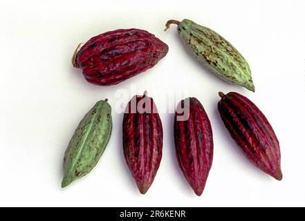 Fruits alimentaires cacao (Theobroma cacao) graines de cacao au Kerala, Inde du Sud, Inde, Asie Banque D'Images