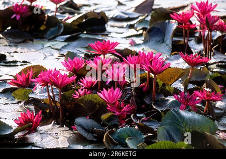 Nénuphars indiens (Nymphaea rubra) Tamil Nadu, Inde du Sud, Inde, Asie Banque D'Images