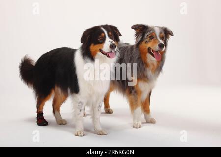 Berger australien, bleu-merle et noir-tri, chausson, chaussure pour chien, vêtements pour chien, blessé, blessé Banque D'Images