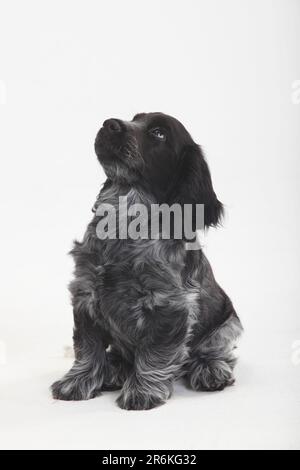 Anglais Cocker Spaniel, chiot, 10 semaines, anglais Cocker Spaniel Banque D'Images