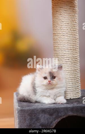 Chat à poils longs britannique, chaton, bleu-crème-blanc, Highlander, Lowlander, Britanica, BLH, arbre de chat Banque D'Images