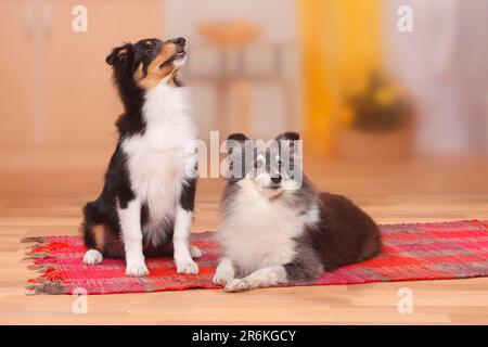 Sheltie, 9 ans, avec chiot, 4 1/2 mois, chien de berger Shetland Banque D'Images