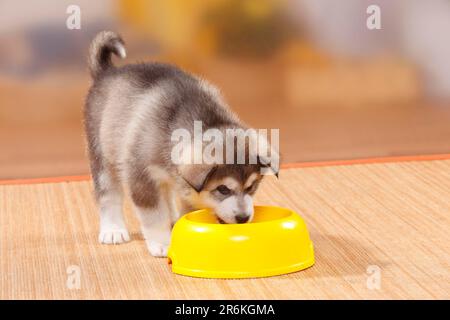 Malamute d'Alaska, chiot, 6 semaines, coquille Banque D'Images