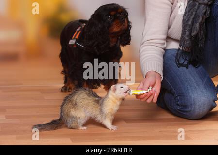 Le furet (Mustela putorius forma domestica) et le cavalier King Charles Spaniels, noirs et bruns, reçoivent de la pâte vitaminée Banque D'Images