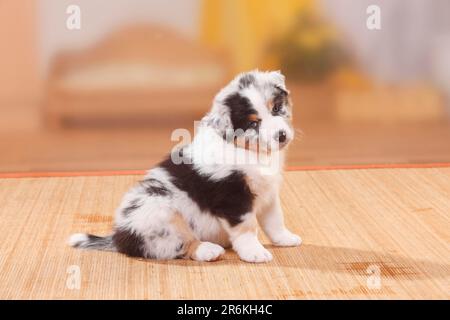 Berger australien, chiot, bleu-merle, latéral Banque D'Images