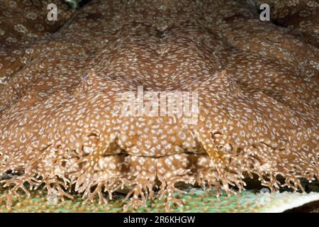 Wobbegong tasselé, Raja Ampat, Papouasie occidentale, Indonésie (Eucrossorhinchus dasypogon) Banque D'Images