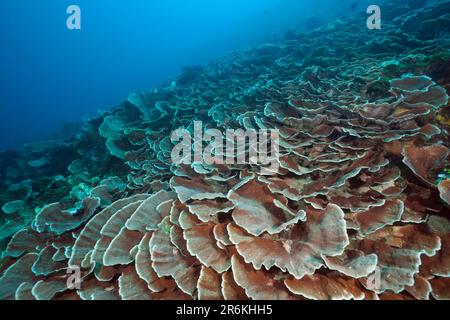 Récif de corail dur, Raja Ampat, Papouasie occidentale, Indonésie (Pachyseris speciosa) Banque D'Images