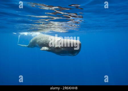 Cachalot (Physeter macrocephalus), Port Elizabeth, Afrique du Sud Banque D'Images