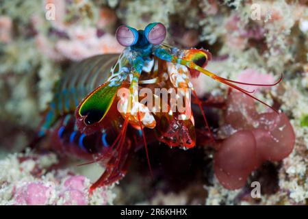 Crevettes Mantis colorées, Raja Ampat, Papouasie occidentale, Indonésie (Odontodactylus scyllarus) Banque D'Images