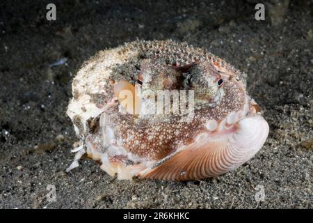 Octopus de noix de coco (Octopus marginatus) se cachant en carapace, détroit de Lembeh, Sulawesi, Indonésie, caché Banque D'Images
