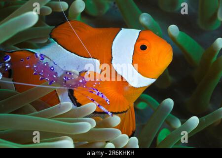 Poisson-clowfish et crevettes anémones, Raja Ampat, Papouasie occidentale, Indonésie (Periclilènes tosaensis) (Amphiprion ocellaris), mélège de clown, Faux Clown Banque D'Images