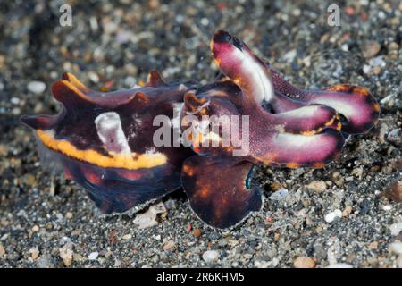 Fleiche flamboyante (Metasepia pfefferi), détroit de Lembeh, Sulawesi, Indonésie Banque D'Images