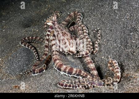 Imite Octopus (Thaumoptopus mimicus), détroit de Lembeh, Sulawesi du Nord, Indonésie Banque D'Images