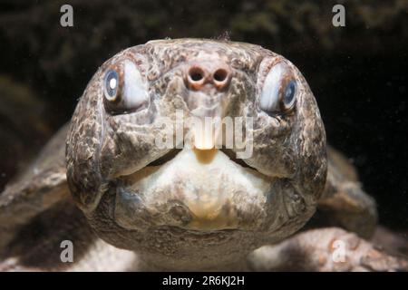 Tortue à tête large (Platysternon megacephalum), Thaïlande Banque D'Images