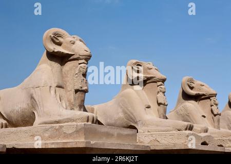 Sphinxes Avenue, Temple Karnak, Karnak, Louxor, Sphinxes Head de RAM, Sphinx, chef de RAM, Égypte Banque D'Images