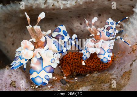 Crevettes Harlequin, Alam Batu, Bali, Indonésie (Hymenocera elegans) Banque D'Images