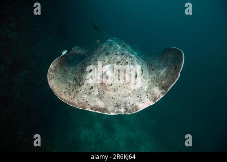 Rayon de queue de cochon rond, Ari Atol, Maldives (Torpedo melanospila), Stingray à pois noirs (Taeniura meyeni) Banque D'Images