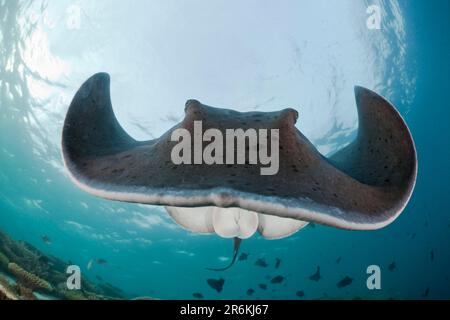 Stingray tacheté, récif de la maison d'Ellaidhoo, atoll d'Ari (Torpedo melanospila), Stingray tacheté noire (Taeniura meyeni), Stingray tacheté noire Banque D'Images