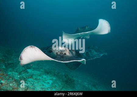 Raies de queue de cochon rondes, Ari Atol, Maldives (Torpedo melanospila), Stingray à pois noirs (Taeniura meyeni) Banque D'Images