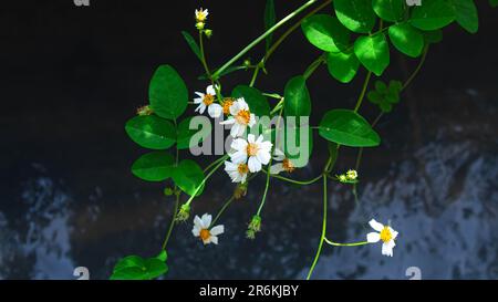 Bidens pilosa ou ajeran avec de l'eau courante comme fond Banque D'Images