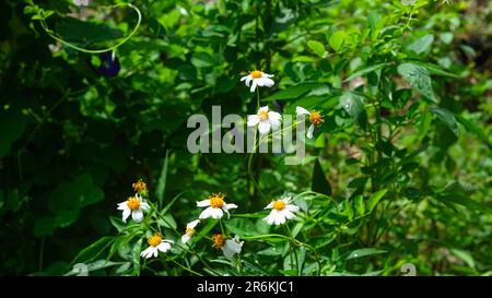 Bidens pilosa ou ajeran avec des mauvaises herbes en arrière-plan Banque D'Images