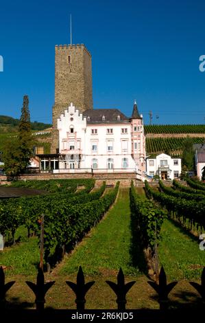 Boosenburg et vignoble, Oberburg, Vallée du Haut-Rhin moyen classée au patrimoine mondial de l'UNESCO, Ruedesheim, Rheingau, Hesse, Allemagne Banque D'Images