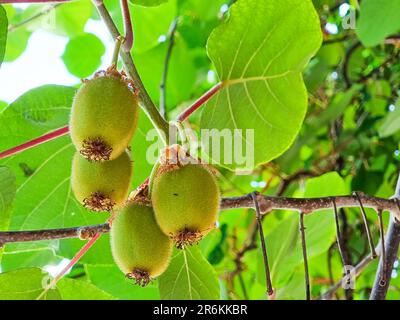 Saison de cueillette des kiwis. Kiwi sur une plantation de kiwi avec d'énormes grappes de fruits. Jardin avec arbres et fruits biologiques. Lumière solaire et déplacement des feuilles Banque D'Images