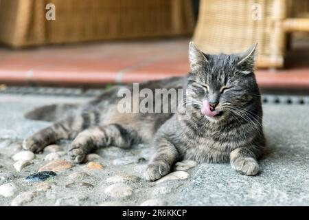 Le chat mignon se nettoie en se relaxant dans une maison de campagne en plein air. Banque D'Images