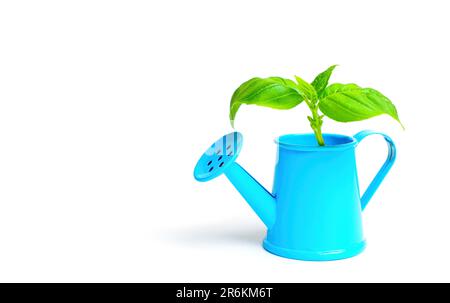 Un jeune sprout émerge d'un arrosoir miniature bleu isolé sur blanc. L'agriculture créative et le jardinage. Banque D'Images