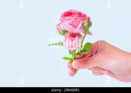 Petit bouquet de roses vibrantes à la main sur un fond neutre avec espace de copie pour des messages personnalisés ou des légendes. Banque D'Images