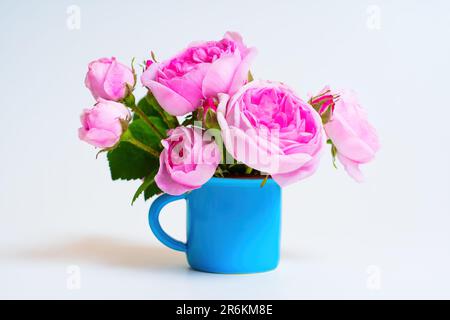 Bouquet délicat de roses coupées fraîches disposées dans une petite tasse de camping bleue isolée sur un fond neutre. Banque D'Images