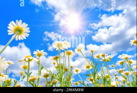 Prise de vue en grand angle de pâquerettes qui atteignent le soleil brillant dans le ciel bleu orné de nuages blancs moelleux. Banque D'Images