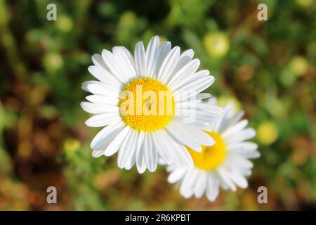 En regardant vers le bas sur Daisies, gros plan Banque D'Images