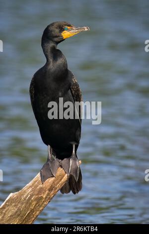 Un cormormante à double crête a peché sur une souche. Banque D'Images
