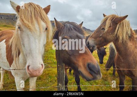 Poneys islandais à la campagne près de la ville de Stykkisholmur, péninsule de Snaefellsnes, côte ouest de l'Islande, régions polaires Banque D'Images